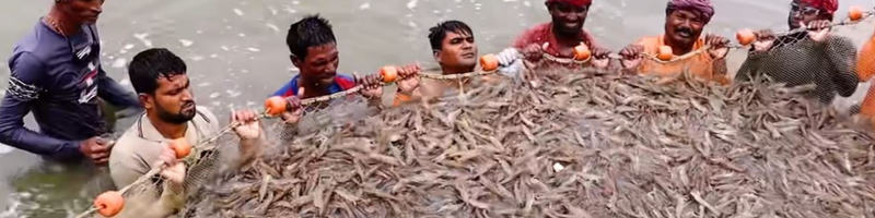 Traditional Shrimp Farming