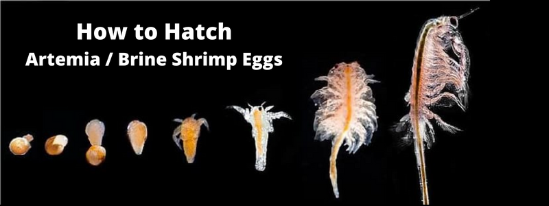 How to Hatch Artemia or Brine Shrimp Easy Way