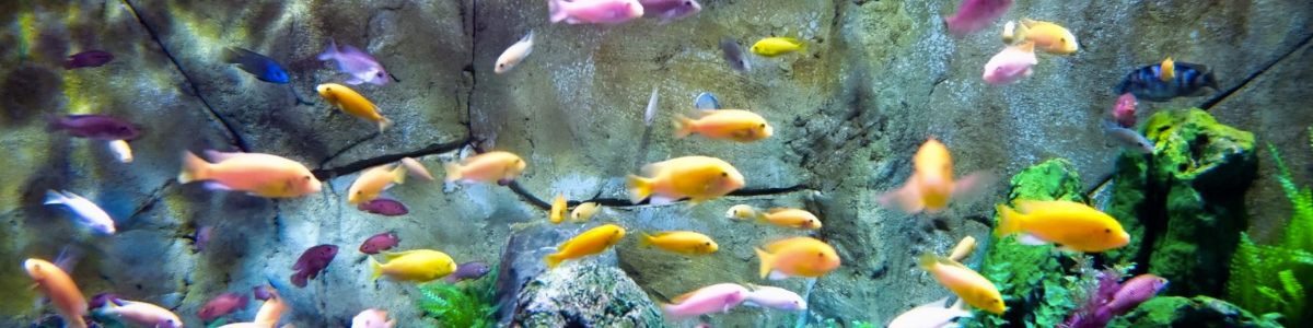 Popular Aquarium Fish