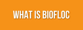 What is BIOFloc