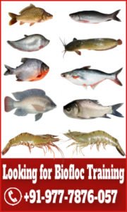 Biofloc Fish Farming Training.pdf Fish Farming for Beginners: A Step-by-Step Guide to Aquaculture Success ...