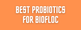 BEST PROBIOTICS FOR BIOFLOC (1)