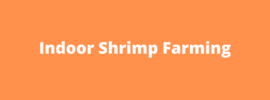 indoor shrimp farming