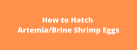 How to Hatch ArtemiaBrine Shrimp Eggs