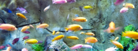 Popular Aquarium Fish