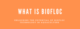 What is Biofloc